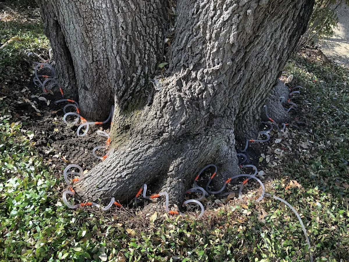 Detailed Tree Cabling and Bracing job site in Claudville