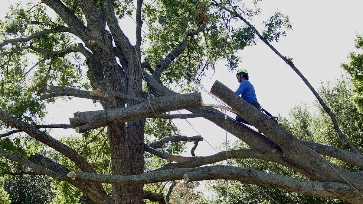 Professional Crown Thinning performed by certified arborists in Claudville