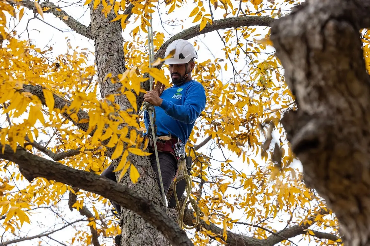 Skilled Storm Damage Cleanup crew working in Claudville