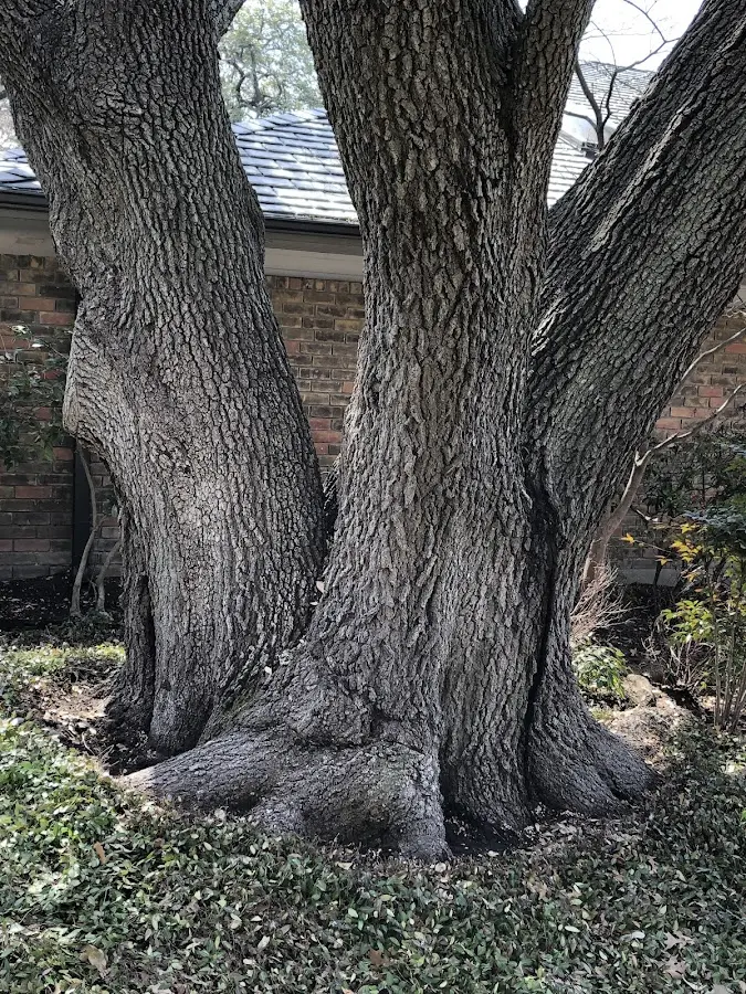 Mature heritage tree close to a Claudville property cared for by certified arborists